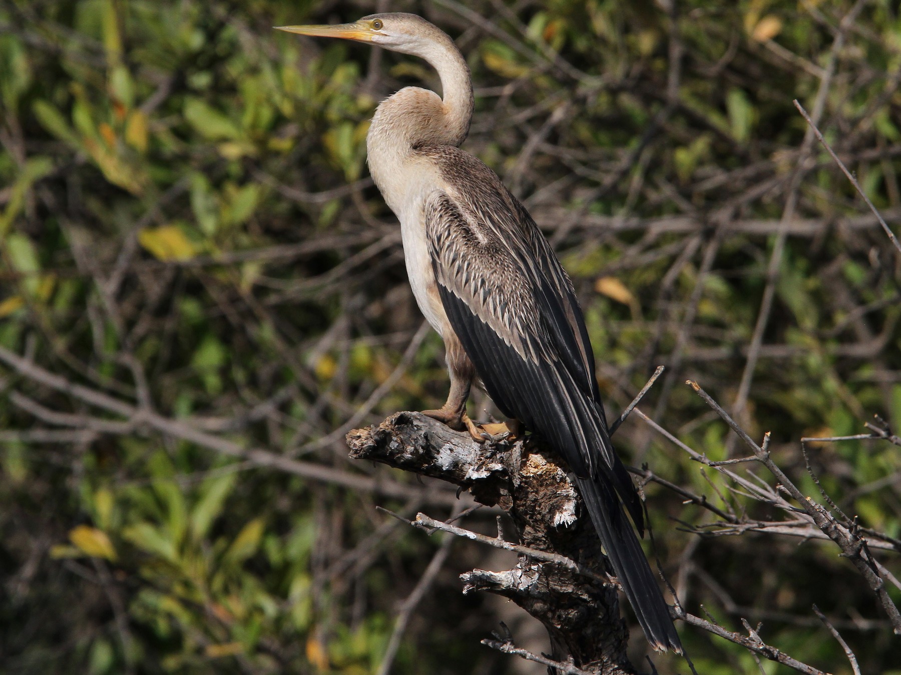 African darter