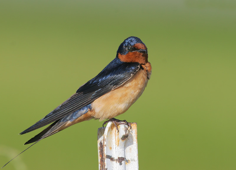 barn swallow