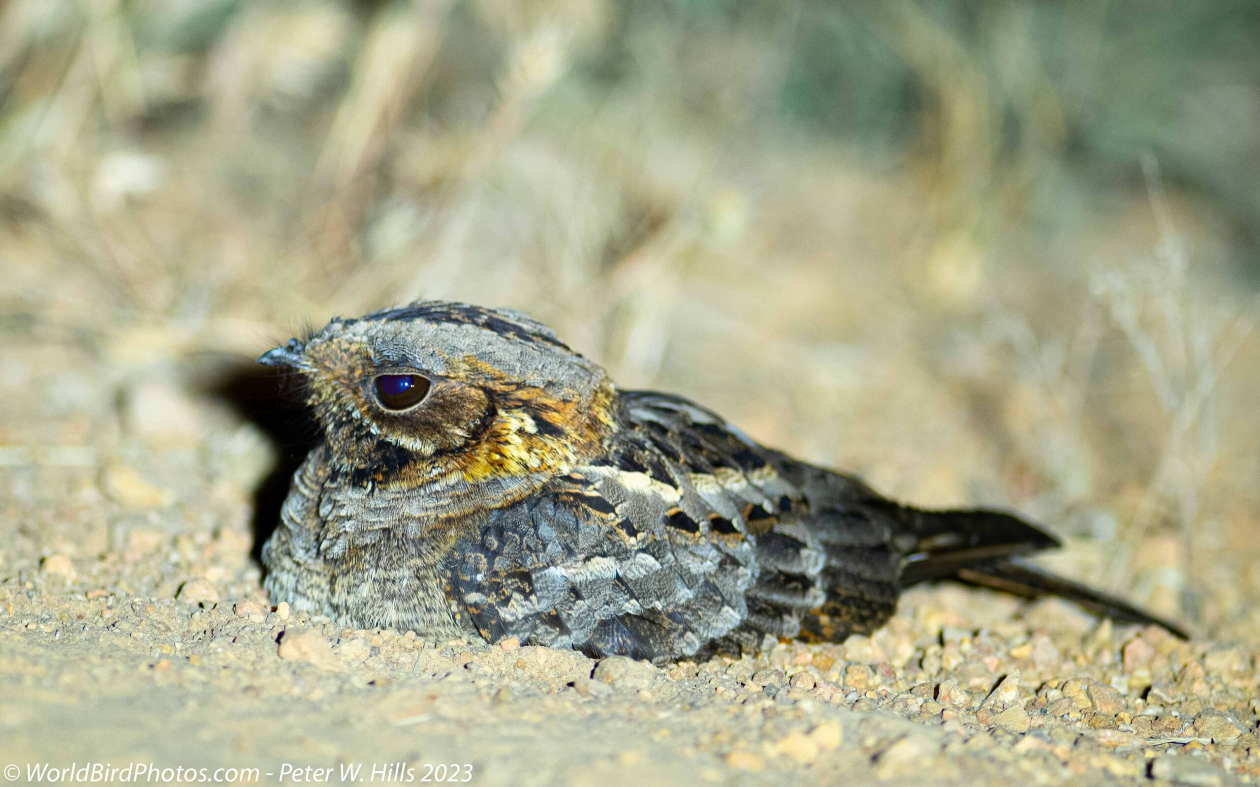fiery necked nightjar