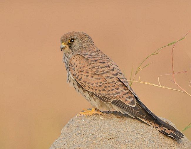 lesser-kestrel