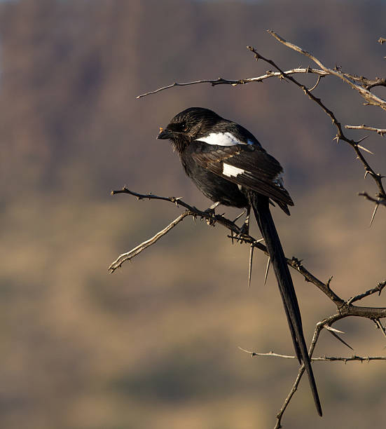 Magpie shrike perched on thorn tree with small spider in his beak