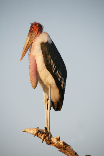 A Marabou stork in the Timbavati having a snooze in a tree