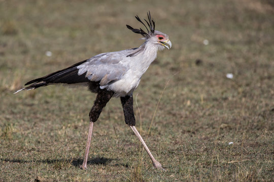 secretary bird