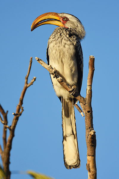 southern-yellow-billed-hornbill