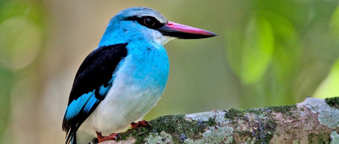 woodland kingfisher